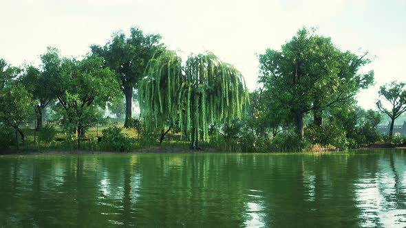 Trees in the Morning Sun Near a Pond in City Park