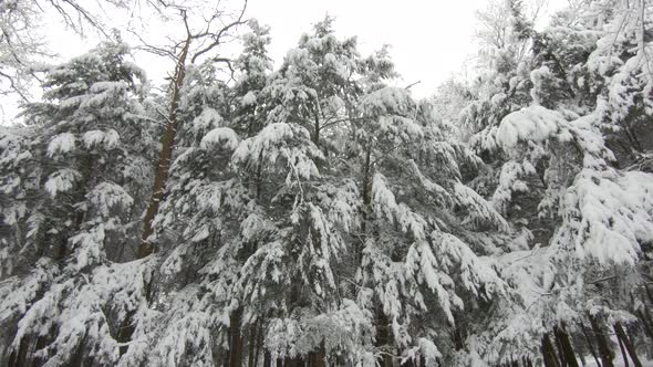 Falling snow in winter forest. Slow motion, steadicam shot