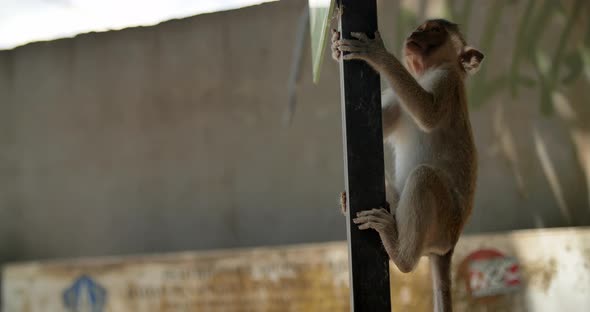 Monkey Hugs Road Sign Post Bali Indonesia