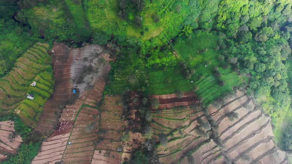 Stunning Aerial Footage - Ascending above a Foggy Mountain Plantation