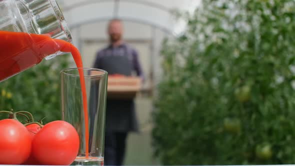 Farmer Businessman, Growing Tomatoes, Vegetable Business, Greenhouse with Tomatoes, Successful Farm