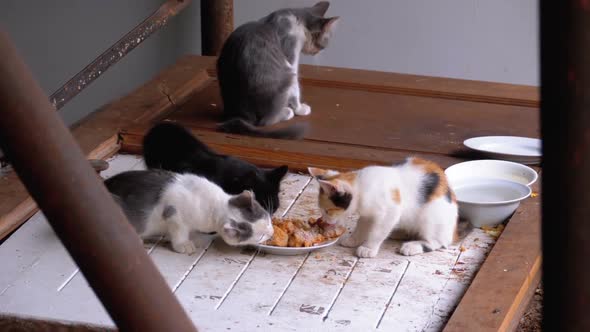 Homeless Little Cats or Wild Kittens Eating Meat on the Street at Landfill