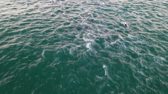 Aerial view of dolphins swimming in the ocean, Cape Town, South Africa.