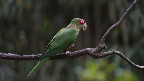 Red masked mitred parakeet, psittacara mitratus perching on tree branch, feeding on fresh fruit agai