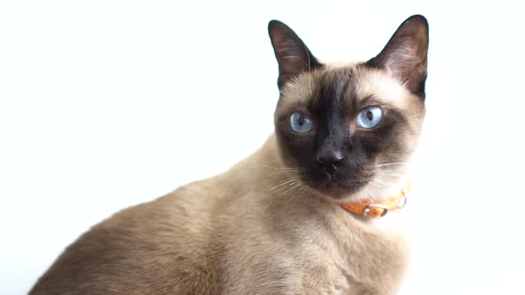 Siamese Cat Looking at Something with Curiosity