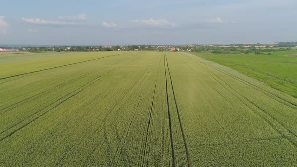 Green Wheat Field