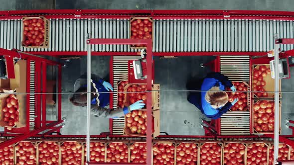 Women are Weighing and Packing Tomatoes in a Factory Unit