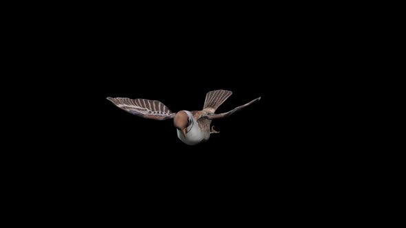 Sparrow Fly 2