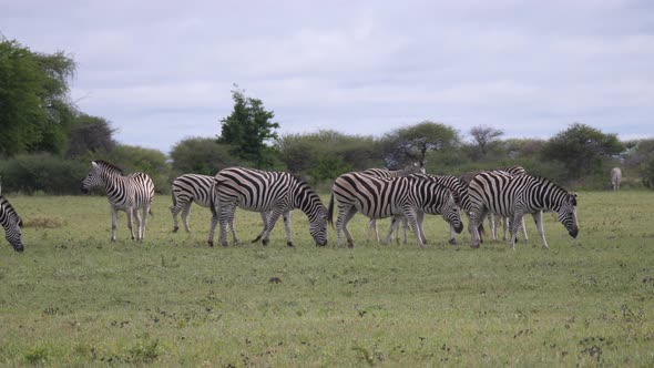 Herd of Zebra grazing at Nxai Pan 