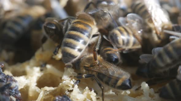 Bees Produce Wax and Build Honeycombs From It