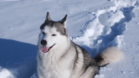 Siberian husky dog plays in the snow on a bright sunny day.