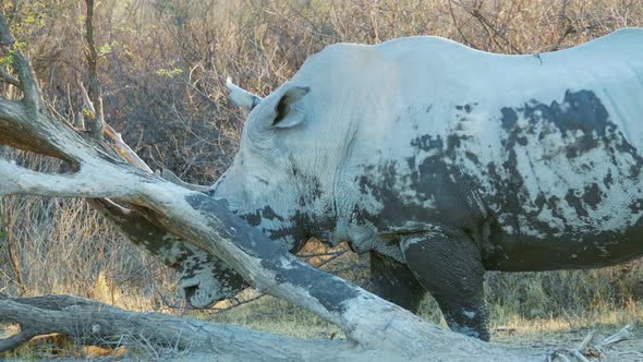 White Rhinoceros Covered In Mud After The Mudbath Scratching And Sharpening Its Horn On A Fallen Dea