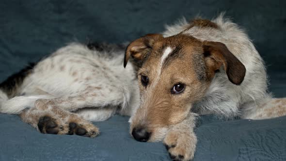 Sad Dog Lying on the Couch and Waiting for Its Owner