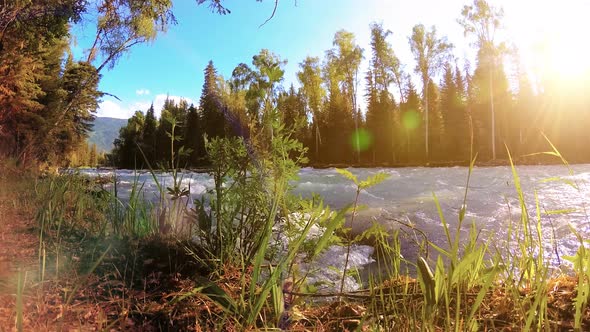 Meadow at Mountain River Bank. Landscape with Green Grass, Pine Trees and Sun Rays. Movement on