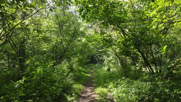 Slow Motion View of Green Forest By Day