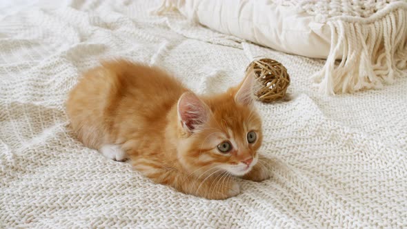 Small Red Kitten Playing with Ball