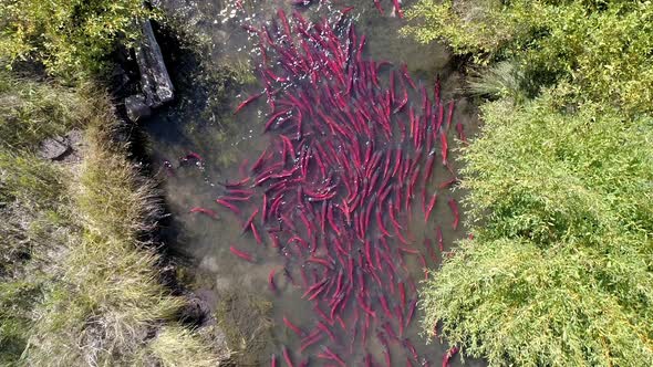 Aerial view of salmon spawning up small river