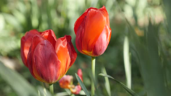 Didier tulip lily plant bulbs blossom  close-up  4K 2160 30fps UltraHD footage - Red cultivated Tuli