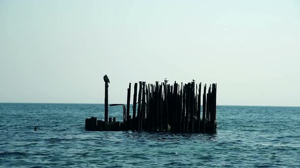 Birds Sit On Old Pier