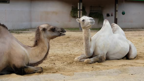 Couple of Camels in Love are Sitting on Sand and Chewing