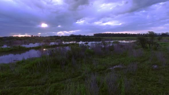 Horse grazing in marsh