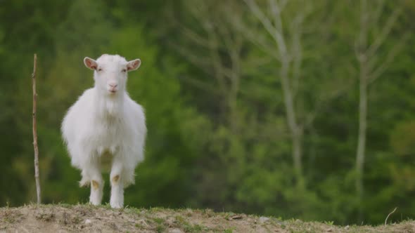 Domestic Goat Grazes on the Lawn