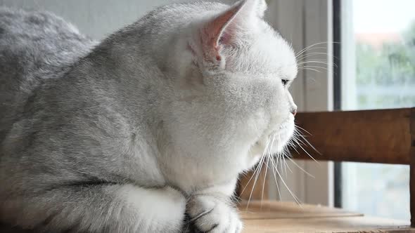 Cute Short Hair Cat Looking Out Through A Window