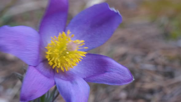 Pulsatilla patens close-up in the forest in spring