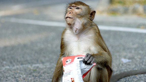 Monkey Eating Potato Chips 2
