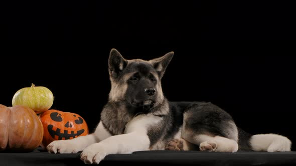 American Akita Lies in Slow Motion in the Studio on a Black Background Near Three Pumpkins. One of