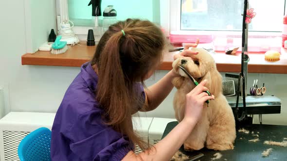 A Woman Hairdresser Cuts the Muzzle of a Curly Dog Maltipoo in a Grooming Salon