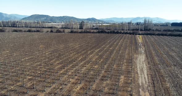 Drone footage in 4K, 60fps shot in Chile, close aerial footage of a cherry trees