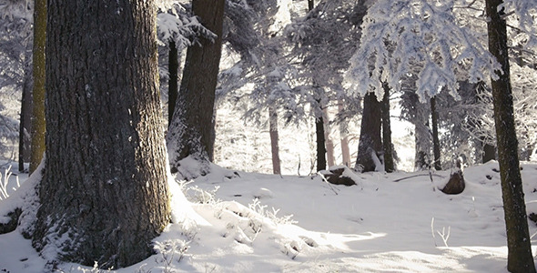 Bundle Travelling Snow Forest