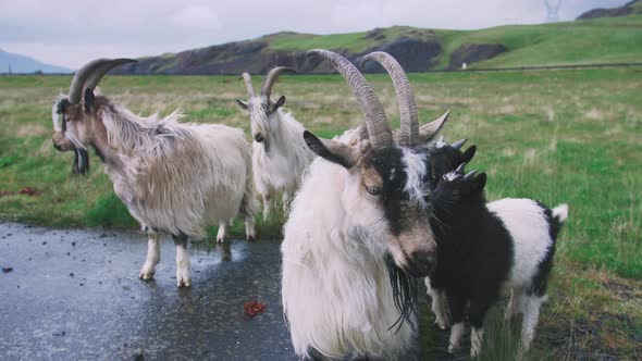 Close Up Shot of Goats Looking at the Camera in Iceland