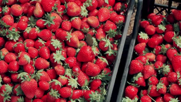 Juicy Ripe Harvested Strawberies in Plastic Transportation Boxes