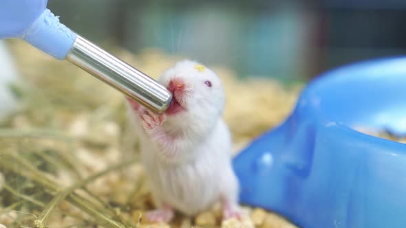 A Baby Syrian Hamster Drinking Water From a Special Water Bottle in a Cage