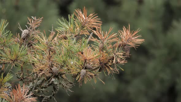 Autumn Pine Needles