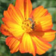 Bee Pollinating Orange Flower - VideoHive Item for Sale