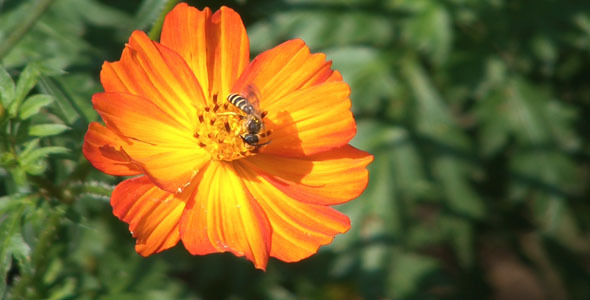 Bee Pollinating Orange Flower
