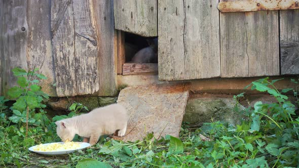 Little Sweet Kittens Eat Near a Barn First Time After Birth