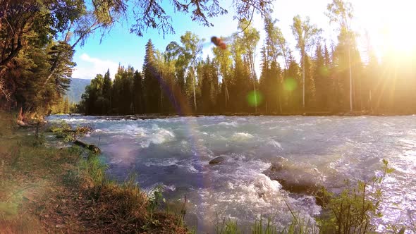 Meadow at Mountain River Bank. Landscape with Green Grass, Pine Trees and Sun Rays. Movement on