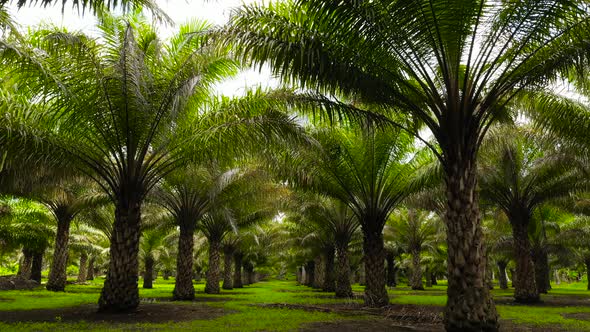 Tropical Landscape with Palm Grove