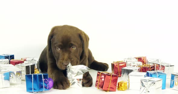 Brown Labrador Retriever, Puppy and Gifts on White Background, Normandy, Slow Motion 4K