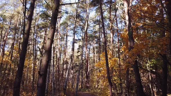 Autumn Forest Scenery. 4K shot. Slow Forward Movement.