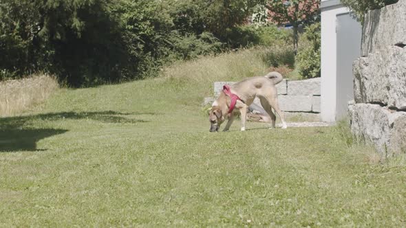 Wide shot of an crossbreed dog playing in the garden with a toy and running towards the camera on a