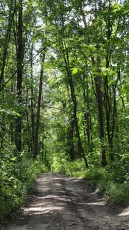 Vertical Video of a Beautiful Natural Landscape in the Forest During the Day