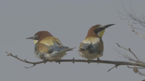 European Beeeater or Merops Apiaster