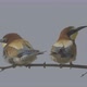 European Beeeater or Merops Apiaster - VideoHive Item for Sale