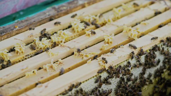 Frames of a beehive. Working bees in a hive. Bees turn nectar into honey.