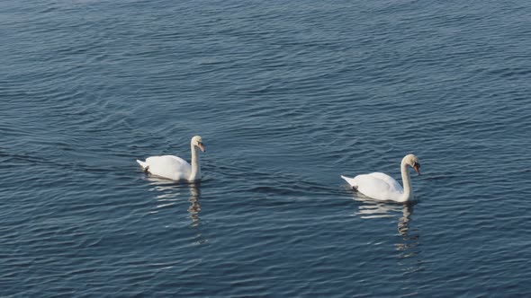 Two swans swims after eachother in calm water.. Slight angle from above in 4K.